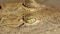 a Cayman or possibly a young, American crocodile (Térraba-Sierpe mangrove forest park - near Drakes Bay, Osa Peninsula)